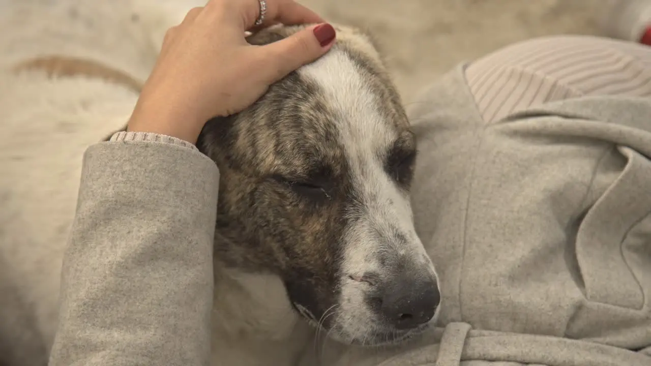 A woman petting a dog and stroking its head