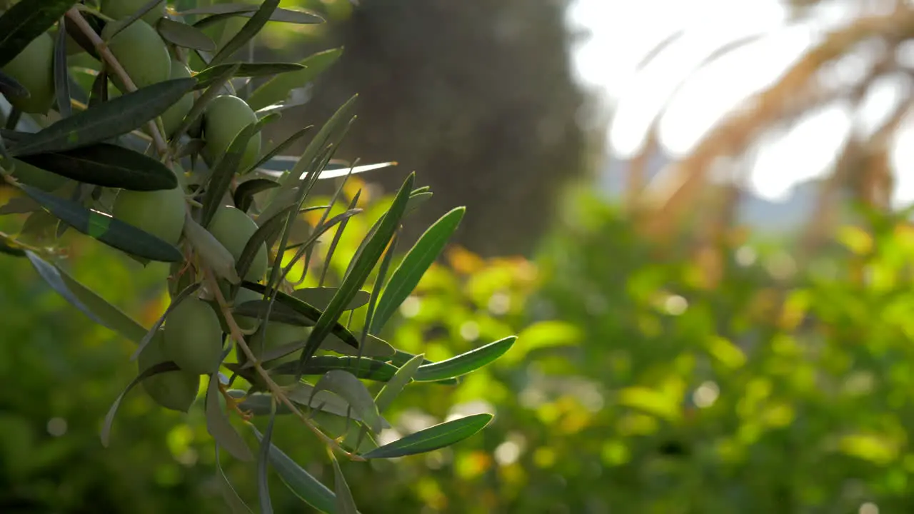 Olive tree branch against green garden