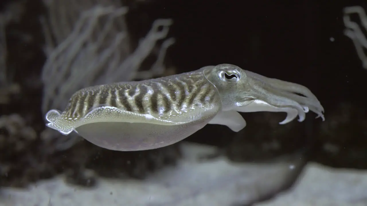 Underwater view of commom cuttlefish