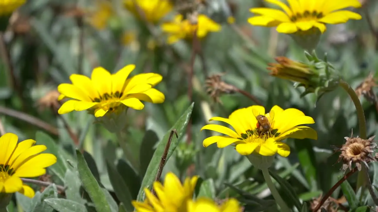 Sunny dayBees fly from flower to flower