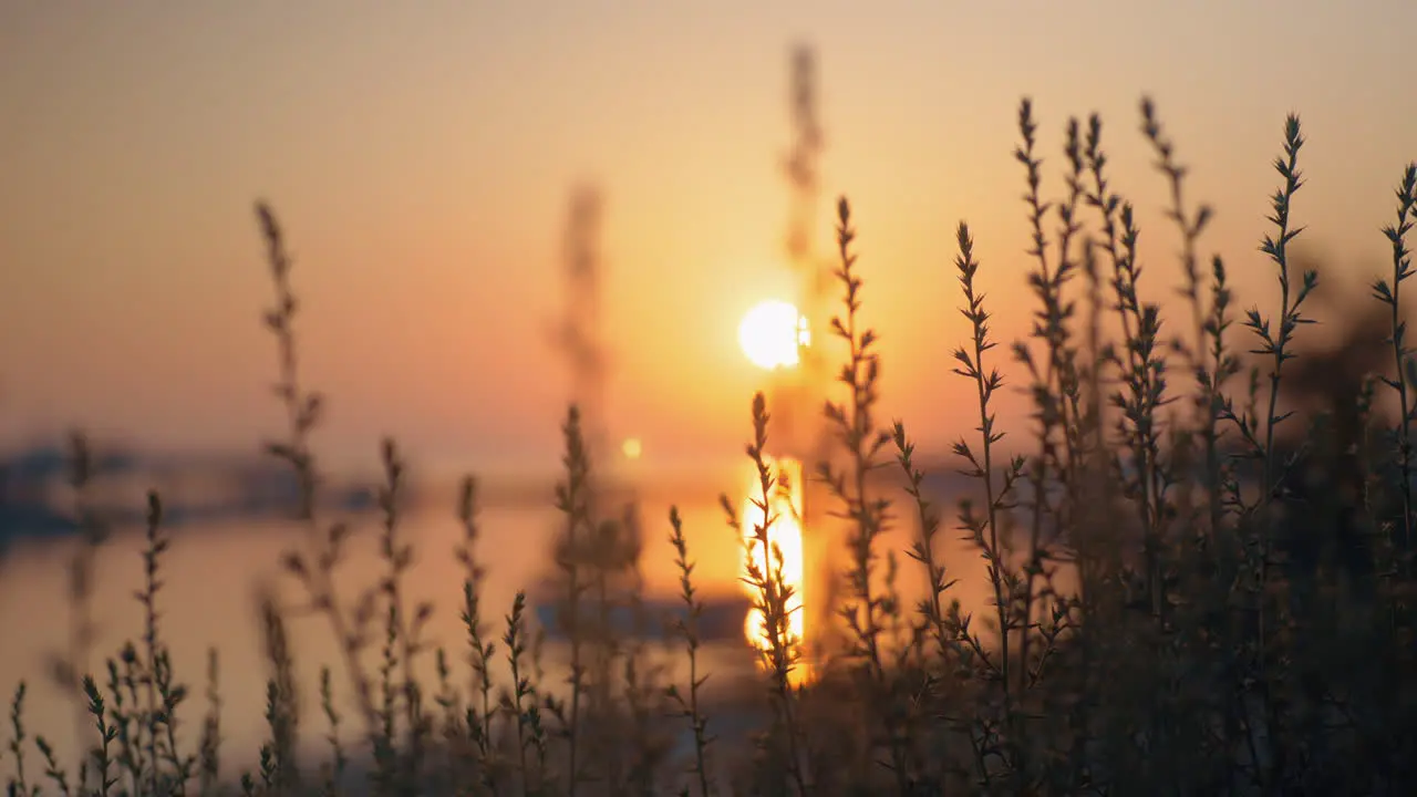 Golden sunset over water View through the grass in foreground