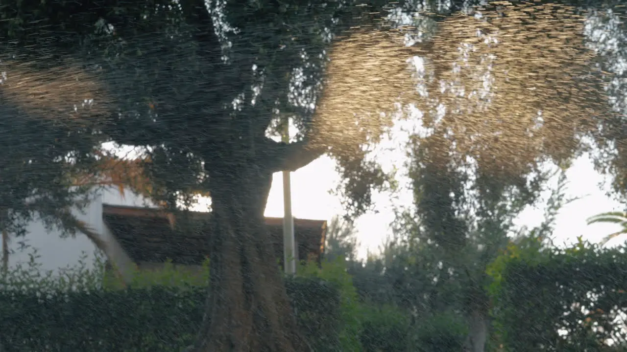 Watering lawn View to the garden through drops in sun light