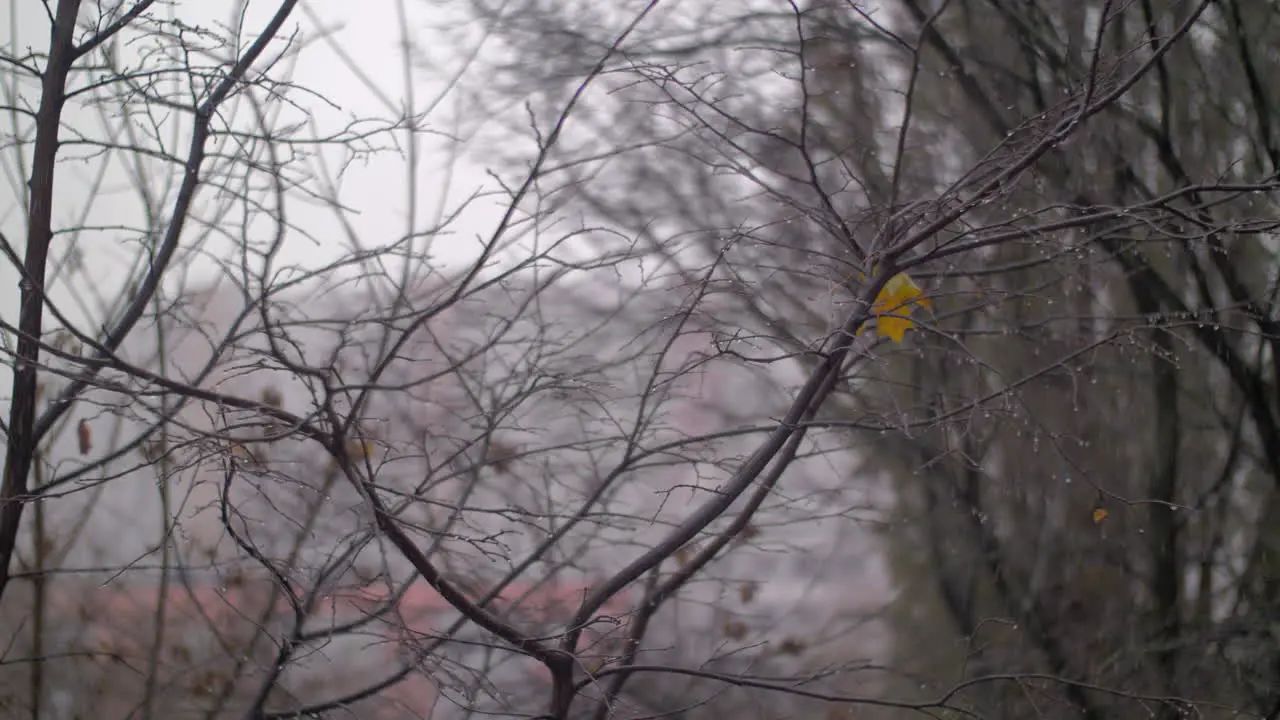 Late autumn scene with bare trees and falling snow