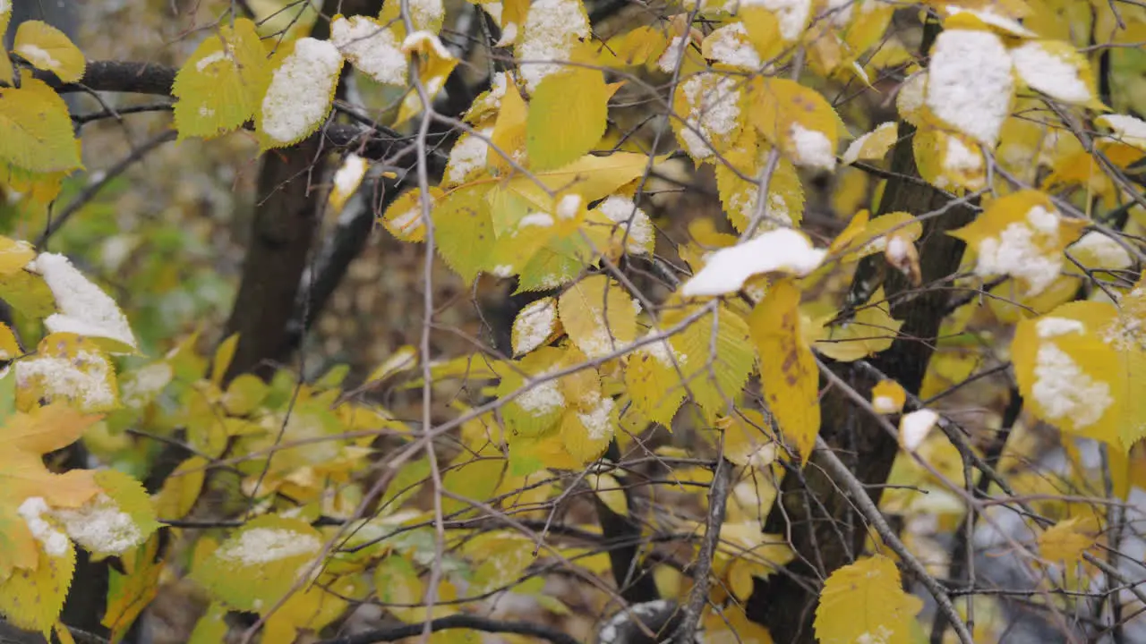 Autumn tree covered with first snow