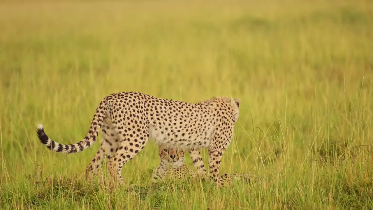 Cheetah watching over the empty plains in search of food rain raining over the lush landscape of the Masai Mara North Conservancy African Wildlife in Maasai Mara National Reserve