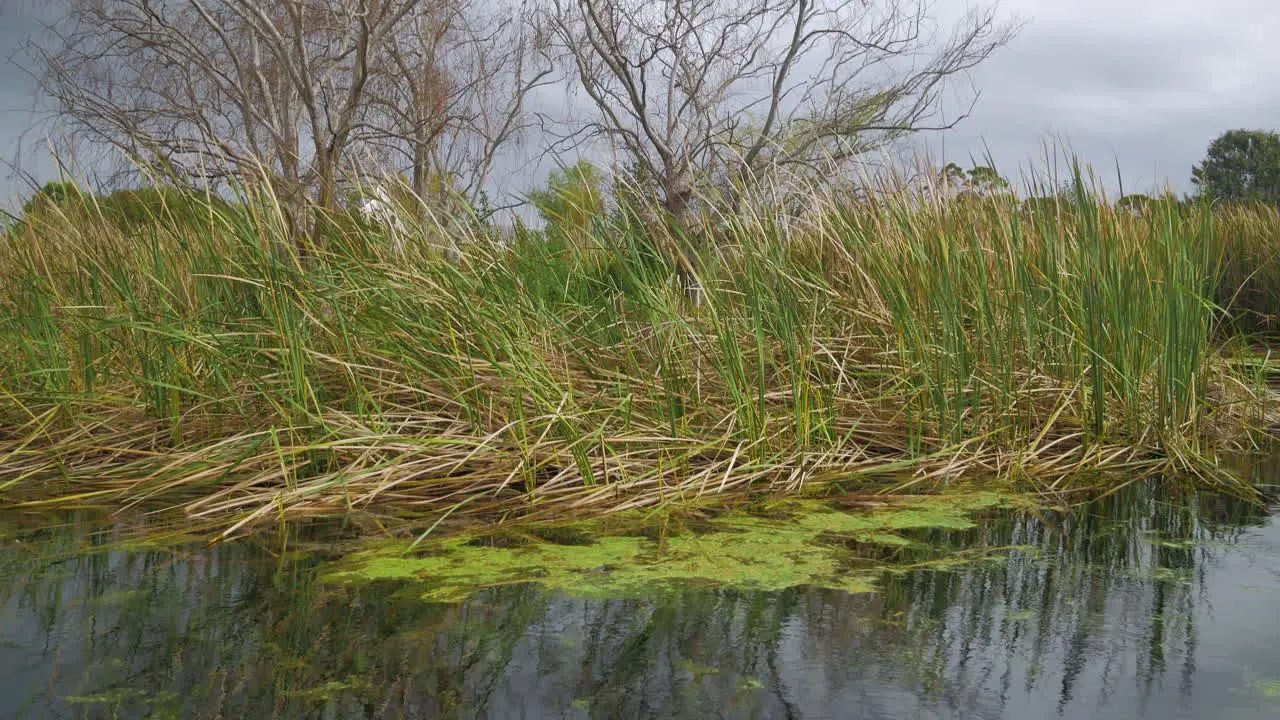 Reeds in beautiful farm-dam swaying in wind next to tree tilt-up shot on cloudy day