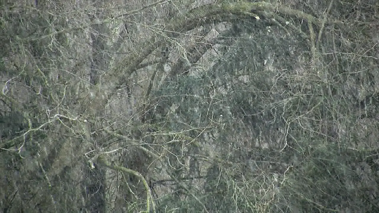 Heavy snow falls against a background of wooded forest