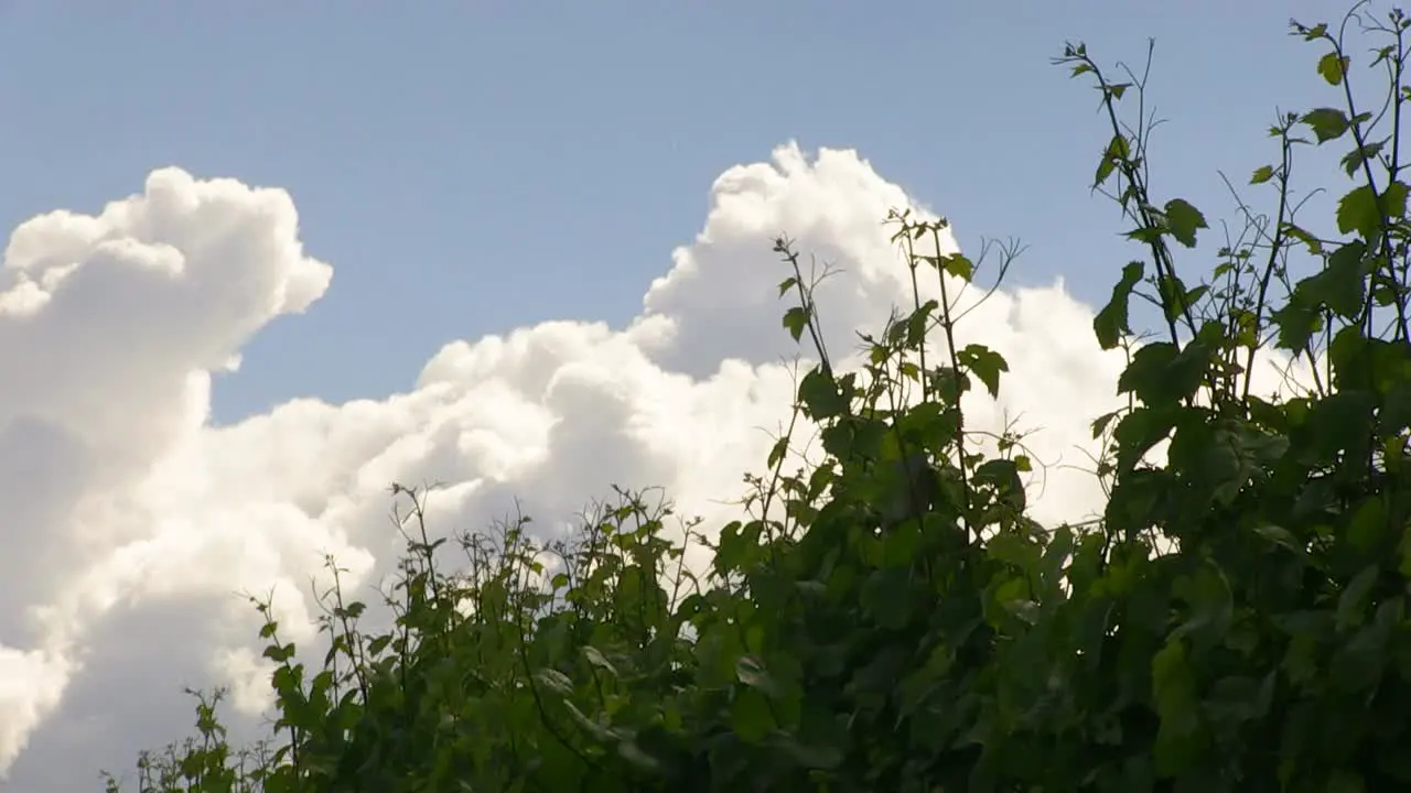 Grapevines on large wine farm