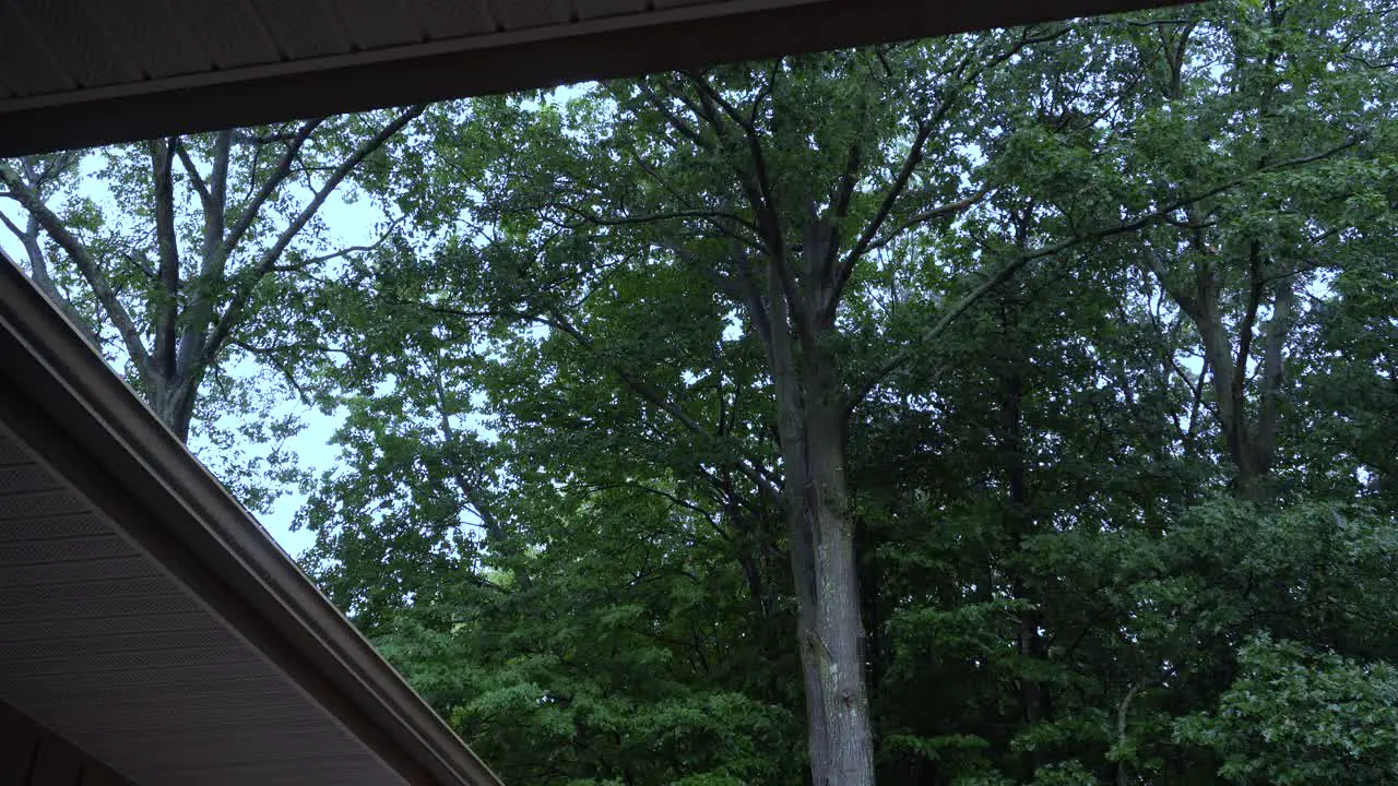 High angle of a roof and forest showing off the evening summer rain