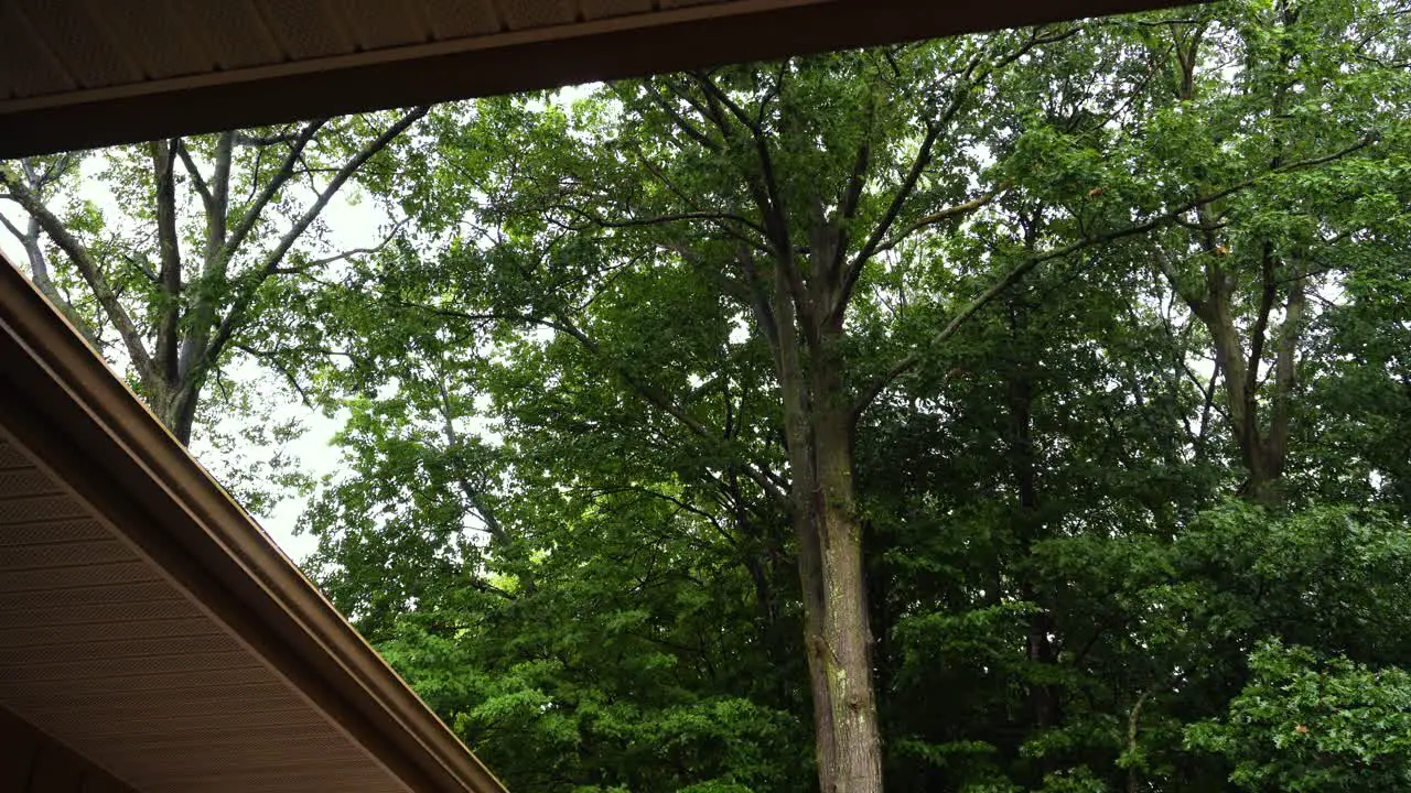 High angle of a roof and forest showing off the a light summer rain