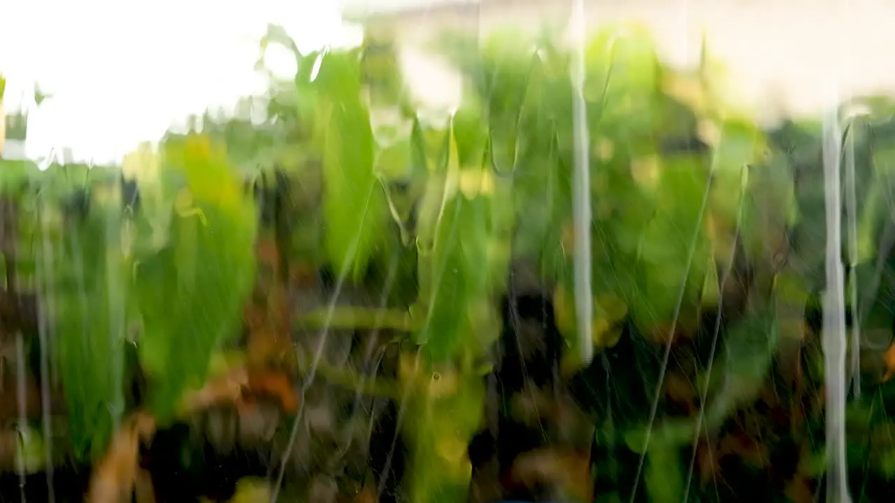 Heavy rain with fat droplets splash against bedroom window green bokeh foliage background