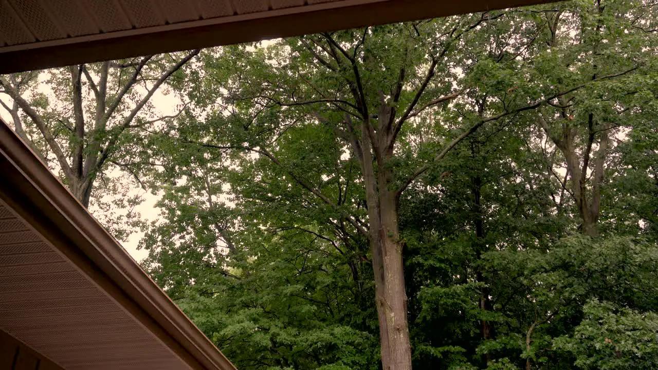 High angle of a roof and forest showing off the a light summer rain color graded to a warm look