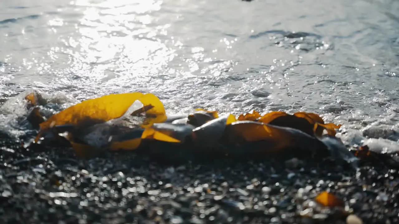 Small wave hitting beached seaweed on rocky beach slow motion