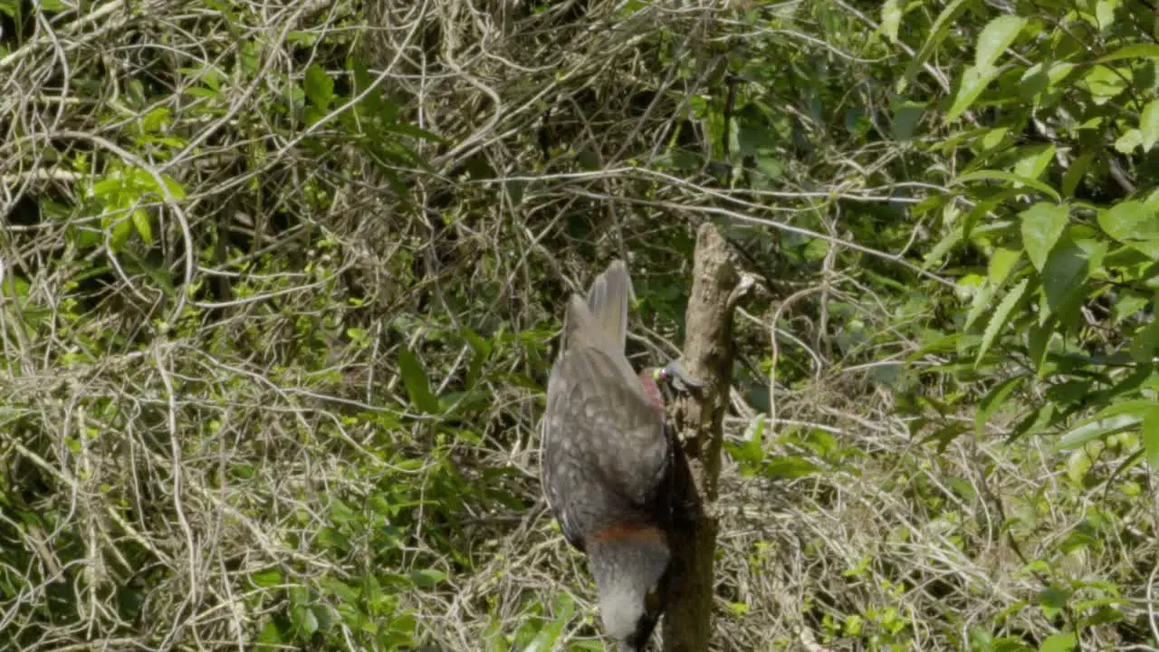 A Kaka dropping from an upright stick in slow motion