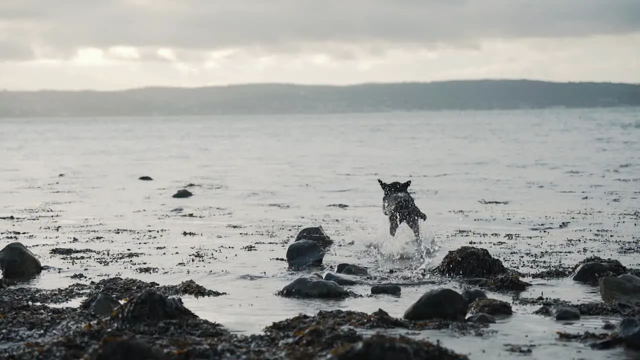 Black labrador dog playing fetch at the beach slow motion