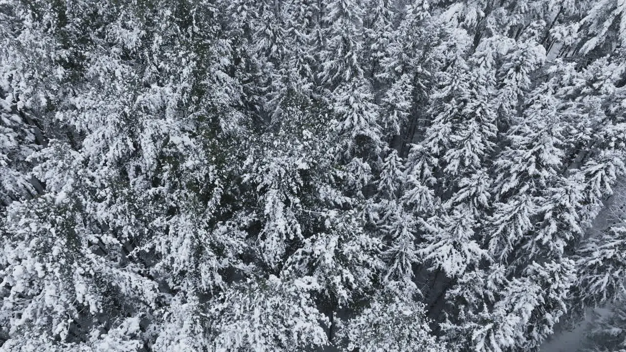 The aftermath of a Midwest blizzard is showcased in a drone shot revealing a snow-laden woodland