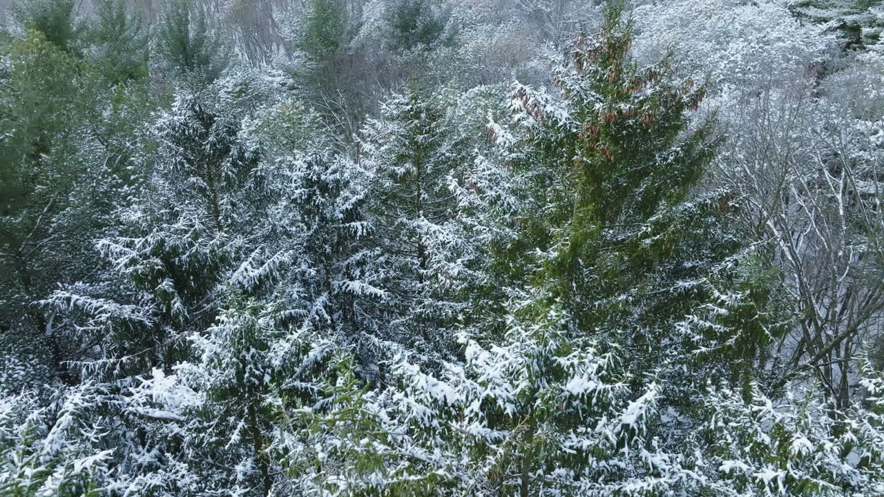 The aftermath of a major blizzard in the Midwest is depicted in a drone shot unveiling a forest adorned in a snowy tapestry