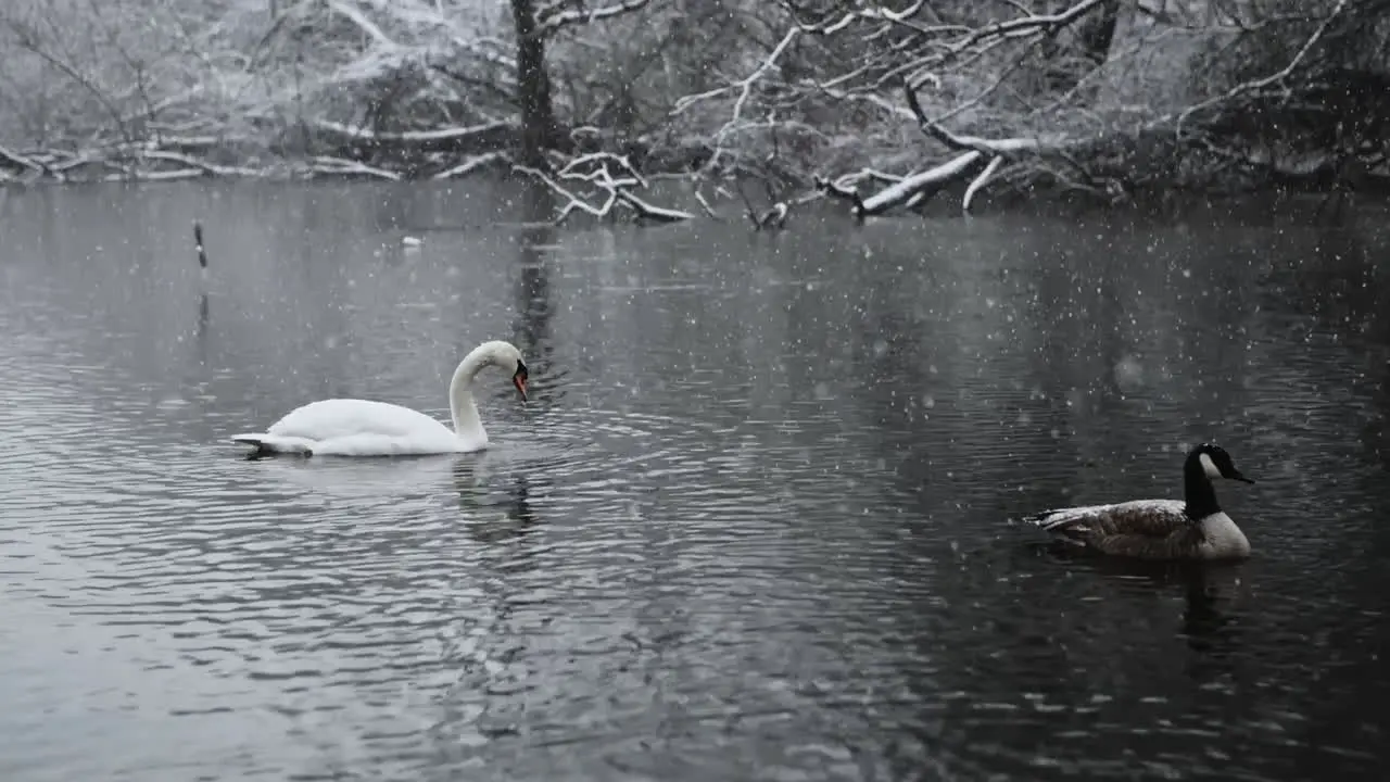 Feathered friends in a river embraced by falling snow