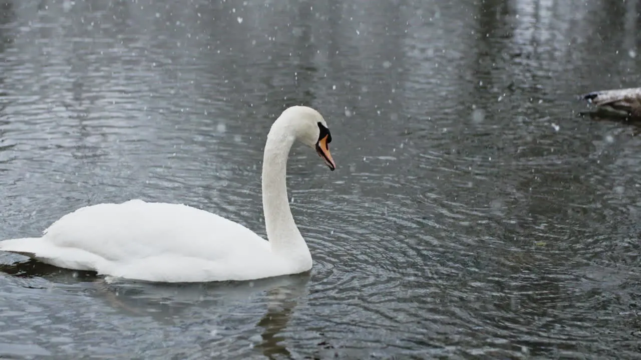 A tranquil river with birds kissed by the falling snow in slow motion