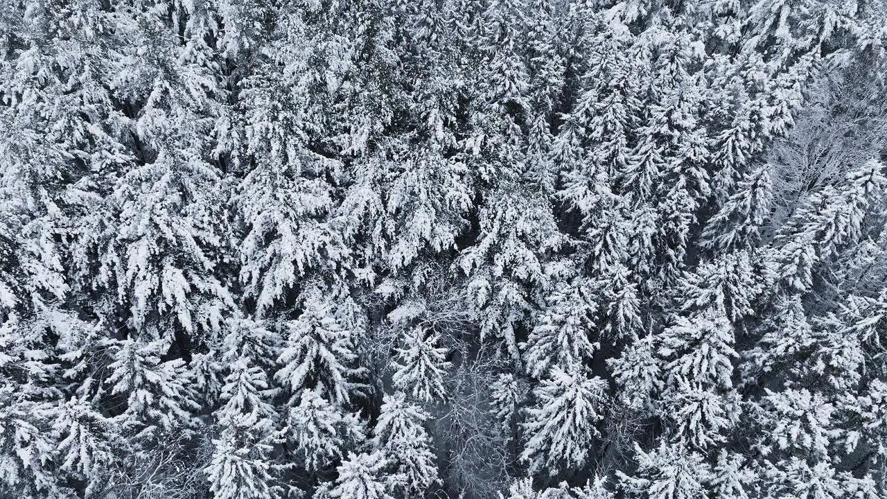 After a substantial blizzard in the Midwest a drone captures the snowy expanse of a forest