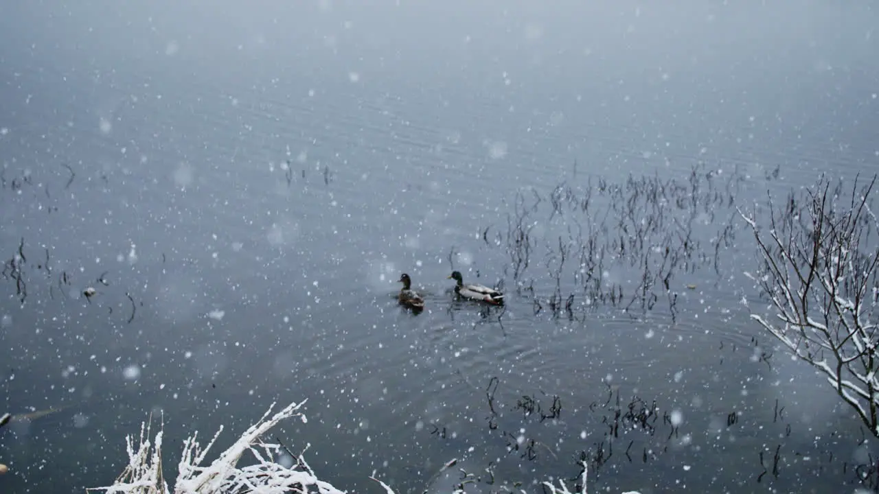 Birds gracefully enduring a gentle snowfall in the river in slow motion