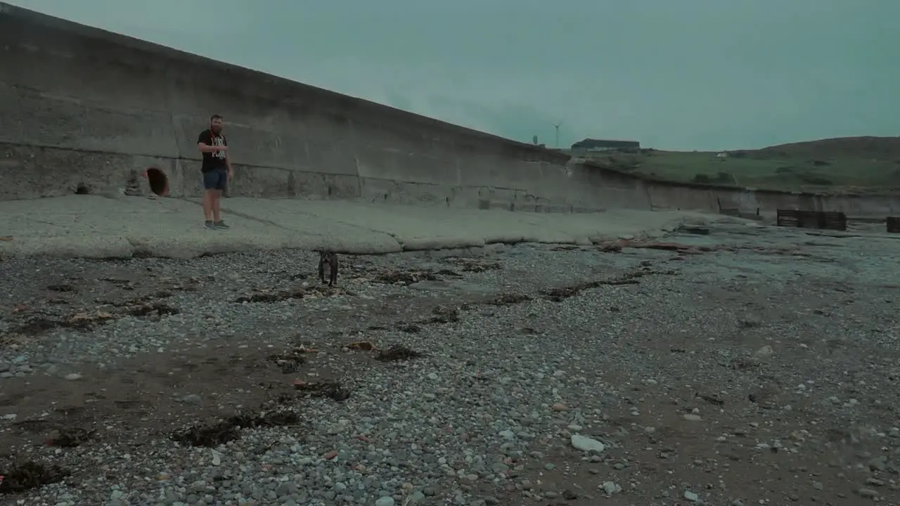 Two dogs playing on a English Beach