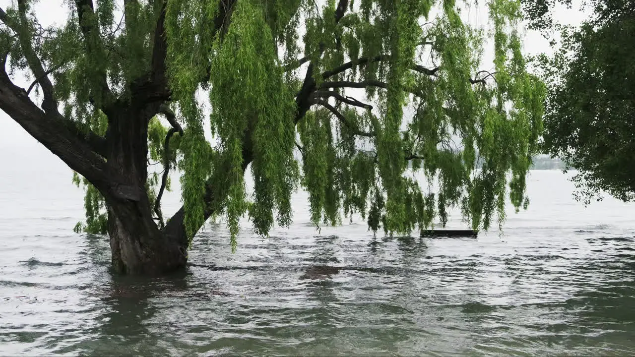 A tree and park bench submerged in floodwater after heavy rain