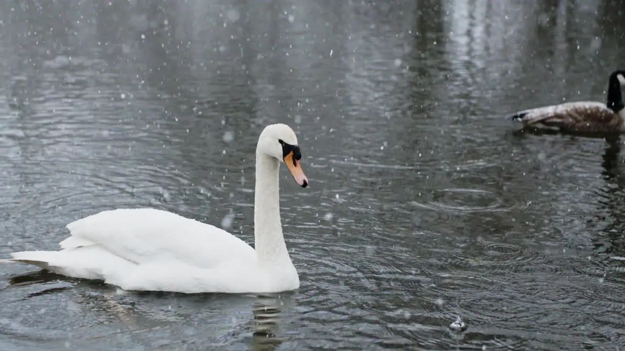 A river scene where snowflakes softly land on the birds