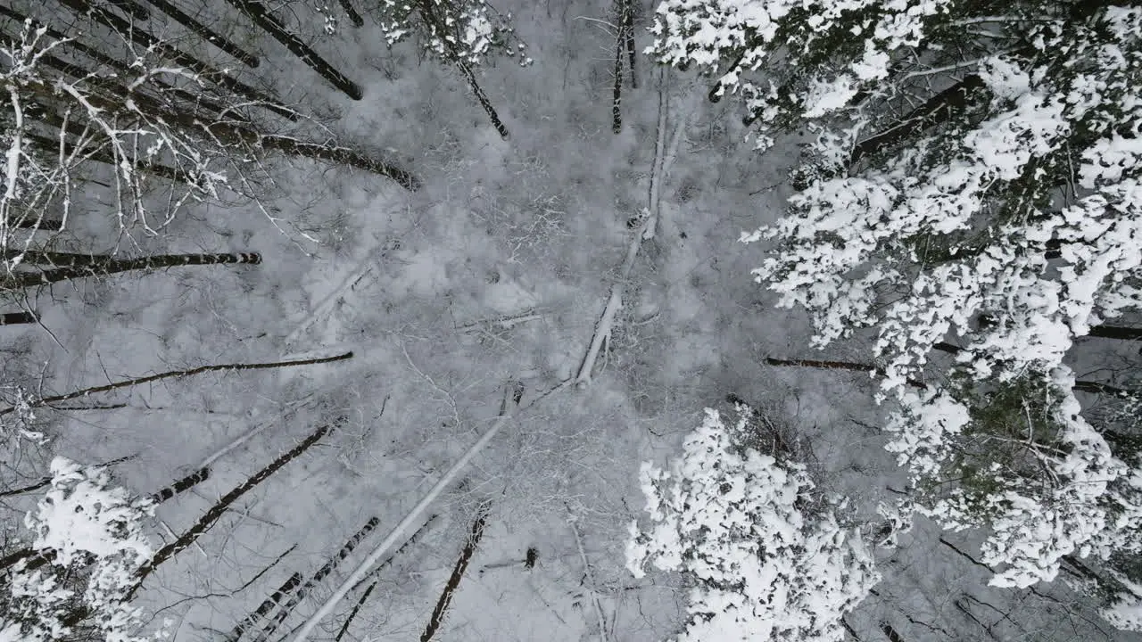 The aftermath of a substantial blizzard in the Midwest is portrayed in drone footage of a snow-covered forest