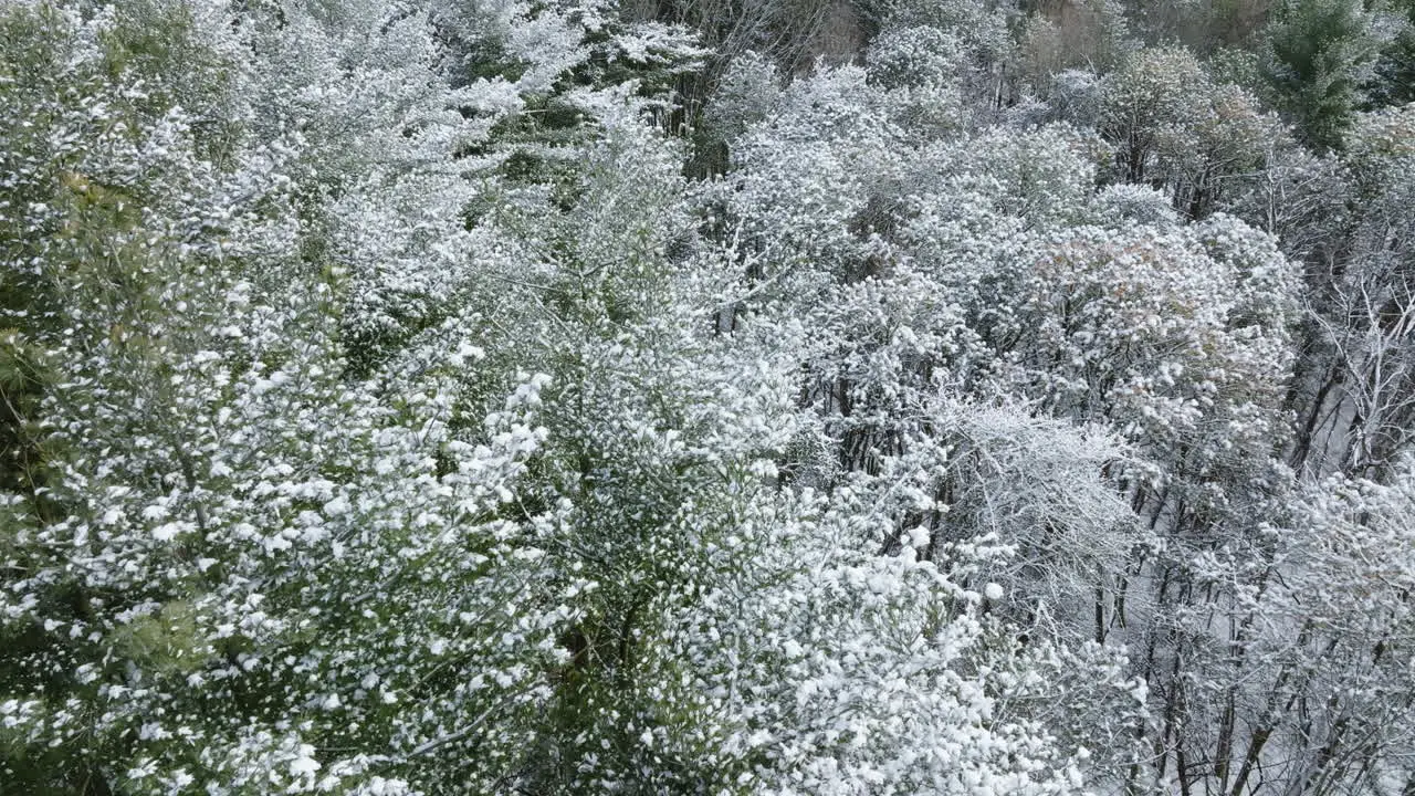 Aerial imagery showcases a Midwest woodland draped in a pristine layer of snow post-blizzard courtesy of a drone