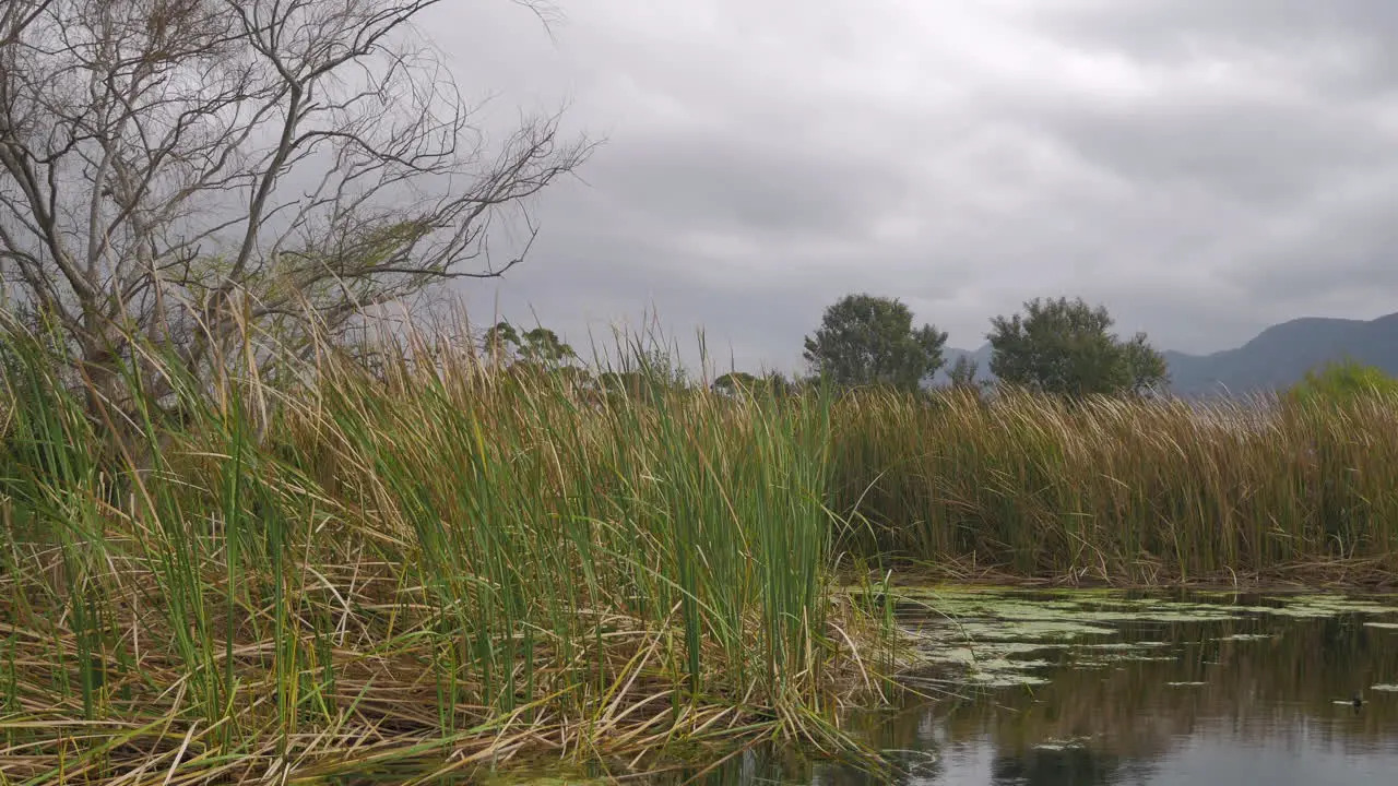 Reeds on farm dam swaying in the wind cloudy weather static shot