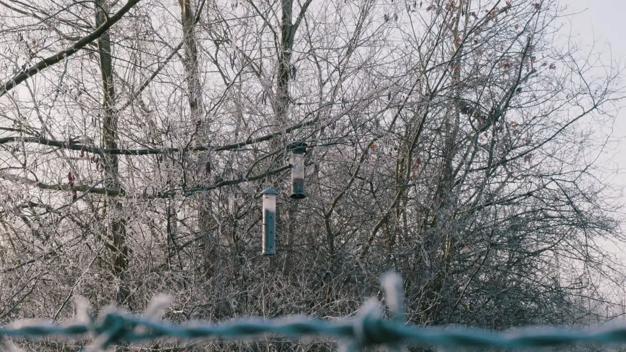 Wild birds using nesting boxes as shelter in the cold winter of Thetford England