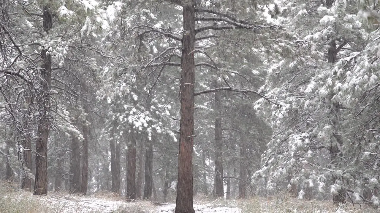 Snowfall in the woods during daytime