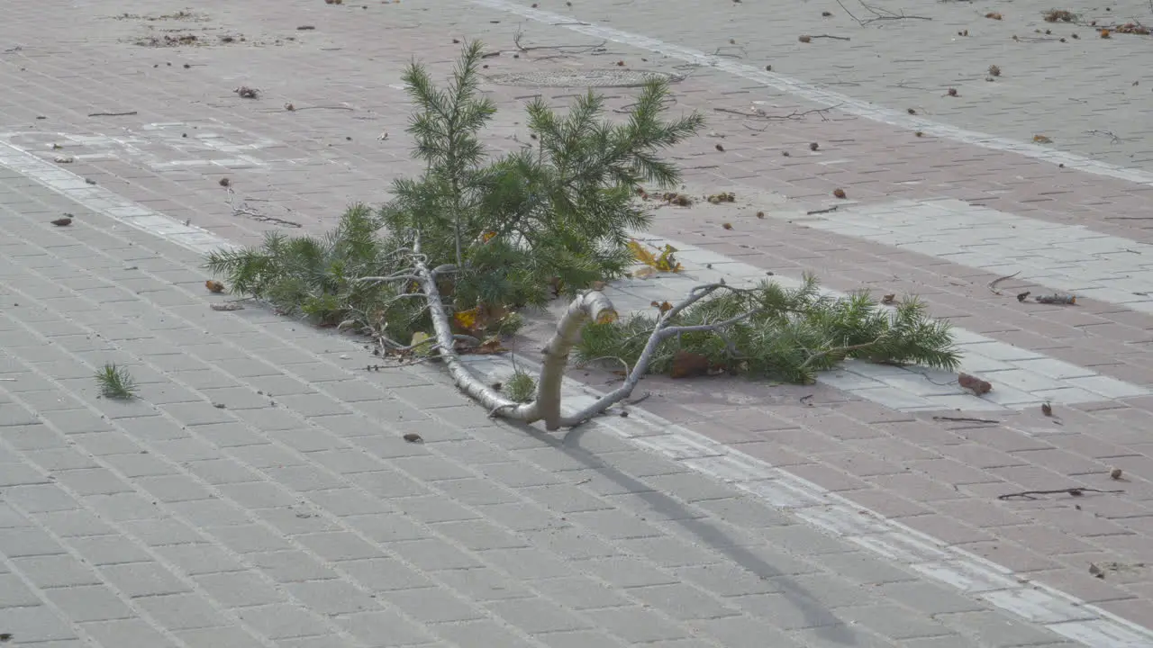 A broken and severed branch lies on a pedestrian crossing