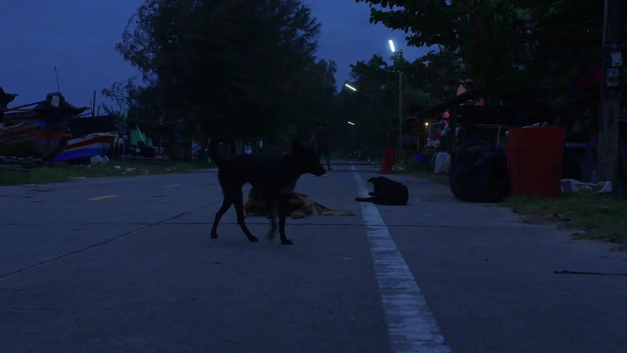 Stray dogs on the road at night in bad weather