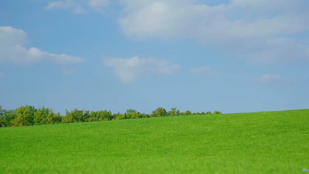 An Elegant Young Pregnant Woman Is Standing On A Green Meadow Against A Blue Sky Background