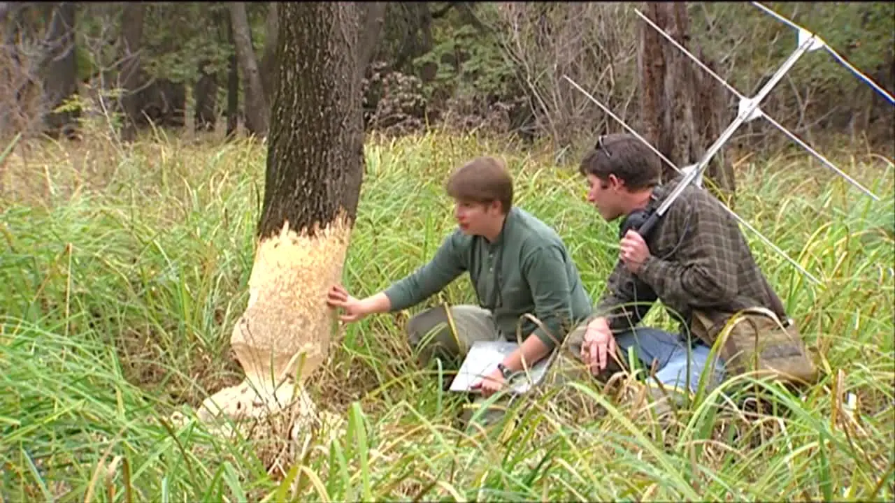 Researchers Study Damage To A Tree Caused By A Beaver