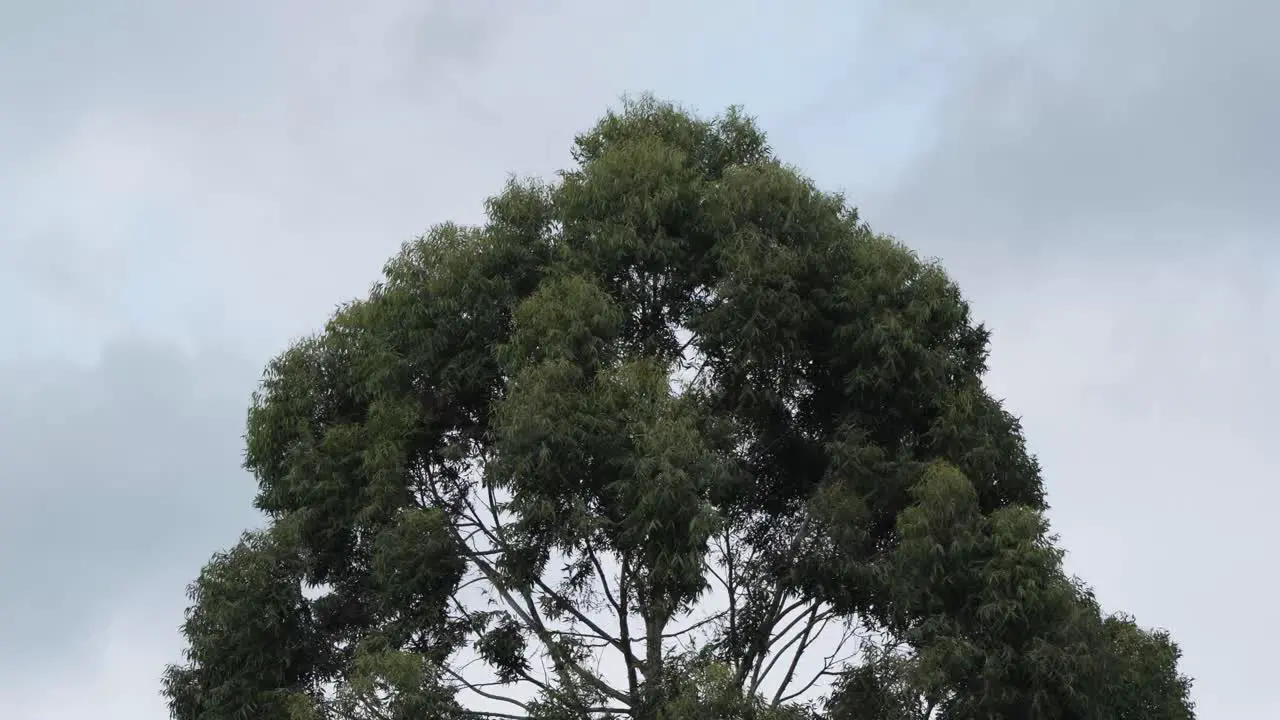 Large Tree Top Moving from High Winds