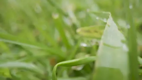 Close Up Of Rain Droplets On Grass And Plant Leaves 3