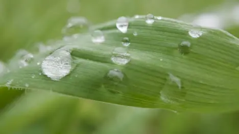 Close Up Of Rain Droplets On Grass And Plant Leaves 9