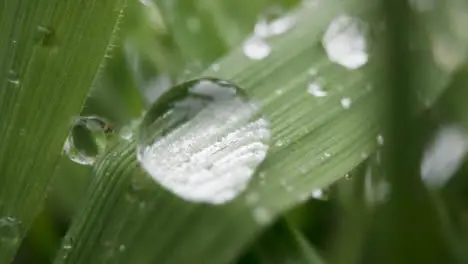 Close Up Of Rain Droplets On Grass And Plant Leaves 11