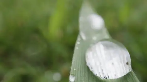 Close Up Of Rain Droplets On Grass And Plant Leaves 12