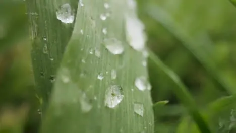 Close Up Of Rain Droplets On Grass And Plant Leaves 10