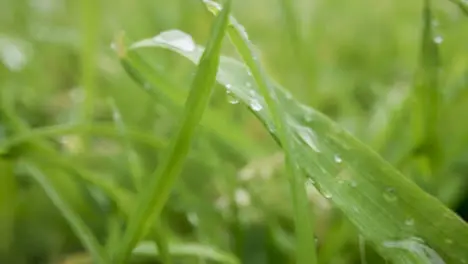 Close Up Of Rain Droplets On Grass And Plant Leaves 1