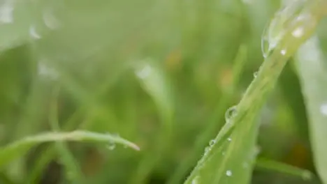 Close Up Of Rain Droplets On Grass And Plant Leaves 6