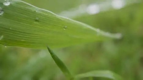 Close Up Of Rain Droplets On Grass And Plant Leaves 8