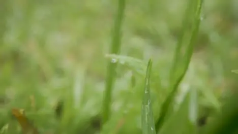 Close Up Of Rain Droplets On Grass And Plant Leaves 4