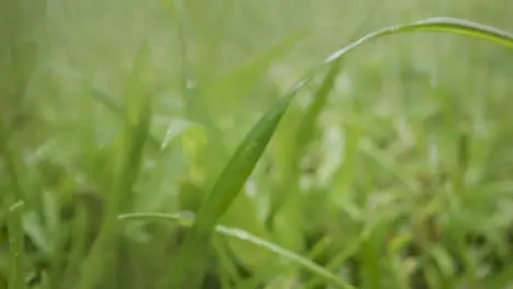 Close Up Of Rain Droplets On Grass And Plant Leaves 5