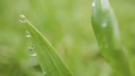 Close Up Of Rain Droplets On Grass And Plant Leaves 2