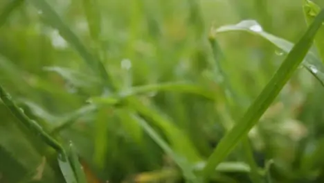 Close Up Of Rain Droplets On Grass And Plant Leaves